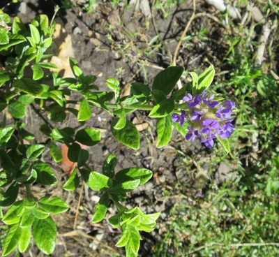Afrolobium sericeum, photographed by Di Turner