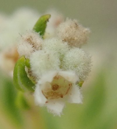 Phylica rubra, photographed by Nicola van Berkel