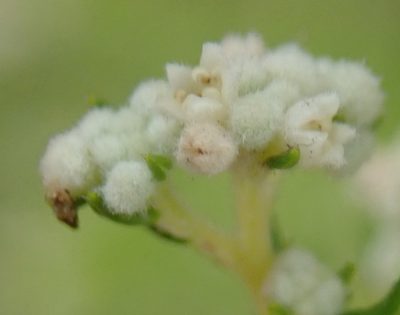 Phylica rubra, photographed by Nicola van Berkel