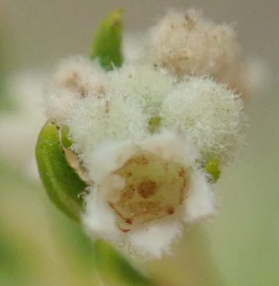 Phylica rubra, photographed by Nicola van Berkel