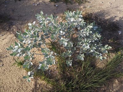 Lupinus cumulicola, photographed by Daniel Estabrooks