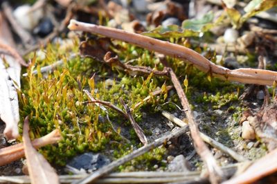 Pterygoneurum ovatum, photographed by zookanthos