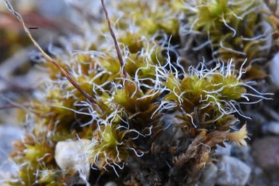 Syntrichia caninervis, photographed by zookanthos
