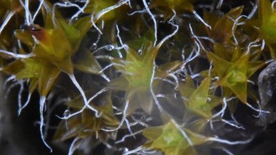 Syntrichia caninervis, photographed by zookanthos