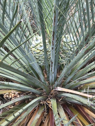 Macrozamia macdonnellii, photographed by Brock