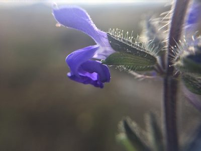 Salvia circinnata, photographed by Carlos Martorell