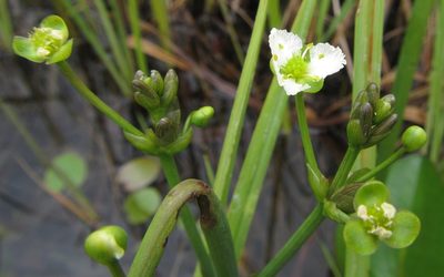 Caldesia parnassifolia, photographed by Robert Taylor