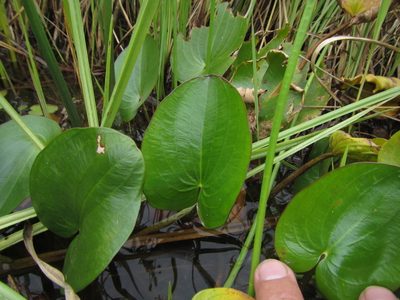 Caldesia parnassifolia, photographed by Robert Taylor