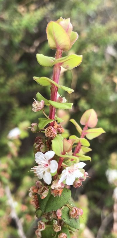 Hypocalymma cordifolium, photographed by Ann Bentley