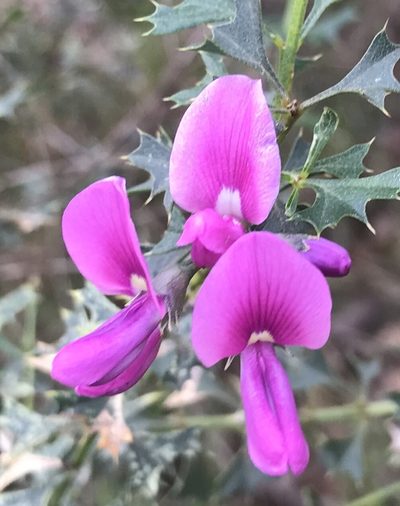Mirbelia dilatata, photographed by Ann Bentley