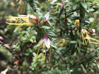 Darwinia citriodora, photographed by Ann Bentley