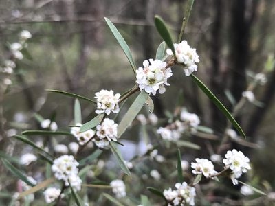 Taxandria linearifolia, photographed by Ann Bentley