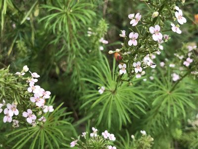 Stylidium adnatum, photographed by Ann Bentley