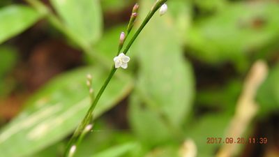 Polygonum posumbu, photographed by fagushayata