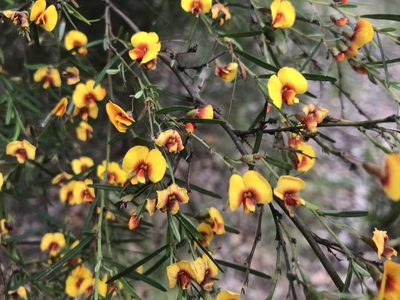 Bossiaea linophylla, photographed by Ann Bentley