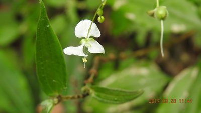 Aneilema scaberrimum, photographed by fagushayata