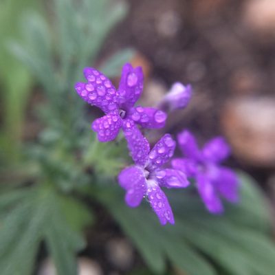 Verbena elegans, photographed by Carlos Martorell