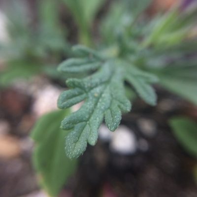 Verbena elegans, photographed by Carlos Martorell