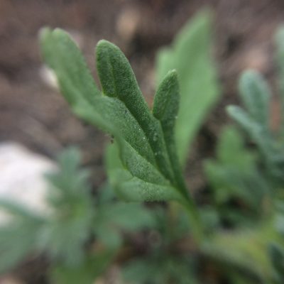 Verbena elegans, photographed by Carlos Martorell