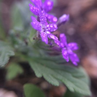 Verbena elegans, photographed by Carlos Martorell