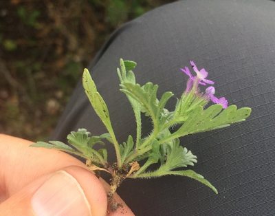 Verbena elegans, photographed by Carlos Martorell