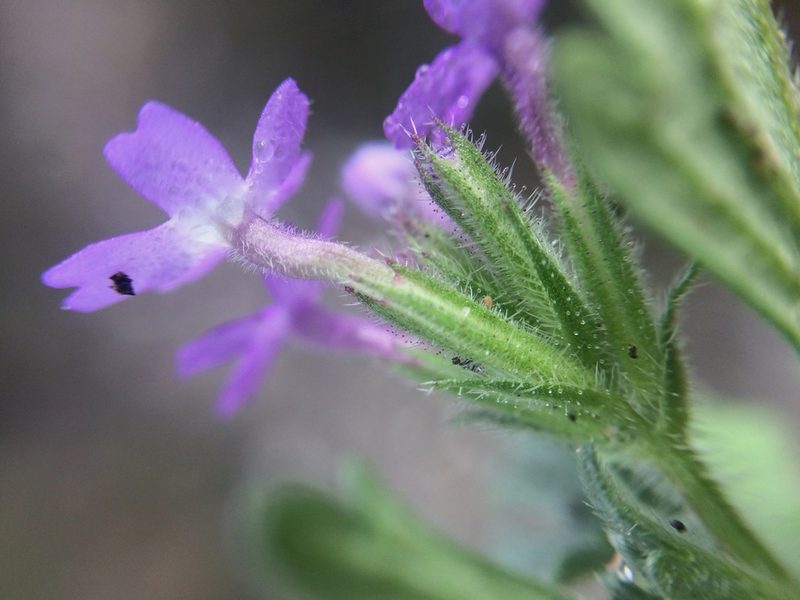 Verbena elegans, photographed by Carlos Martorell