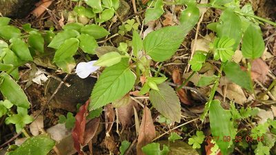Torenia violacea, photographed by fagushayata