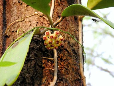 Hoya kerrii, photographed by Nasser Halaweh
