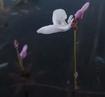 Utricularia benjaminiana, photographed by Robert Taylor