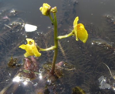 Utricularia stellaris, photographed by Robert Taylor