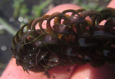 Lagarosiphon ilicifolius, photographed by Robert Taylor