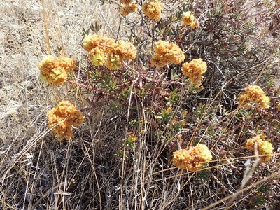 Eriogonum sphaerocephalum, photographed by John Brew