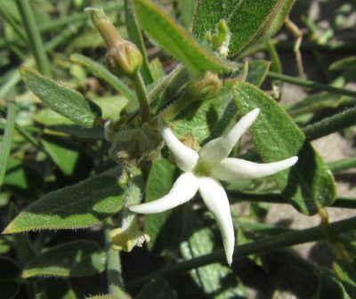 Leptadenia jasminiflora, photographed by Robert Taylor