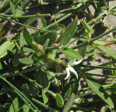 Leptadenia jasminiflora, photographed by Robert Taylor