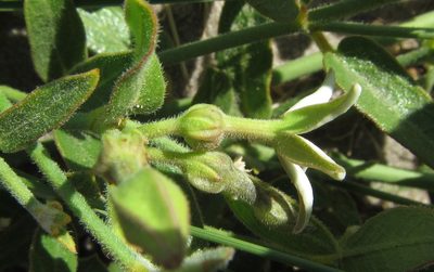 Leptadenia jasminiflora, photographed by Robert Taylor