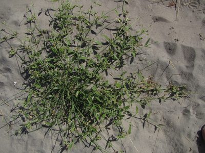 Leptadenia jasminiflora, photographed by Robert Taylor
