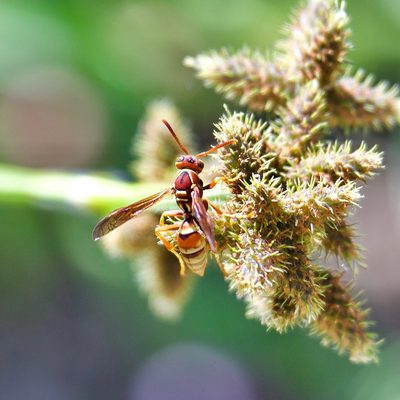 Fuirena simplex, photographed by Bill Levine