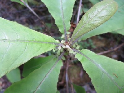 Brachyglottis hectorii, photographed by Alice Shanks