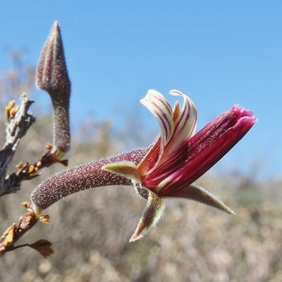 Pelargonium grandicalcaratum, photographed by Kevin Murray
