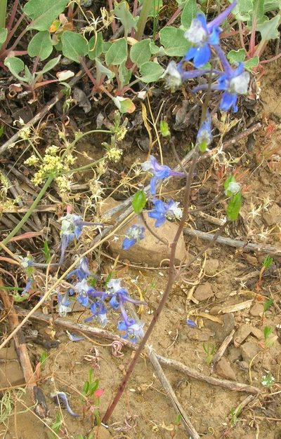 Delphinium lineapetalum, photographed by John Brew