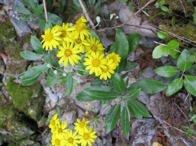 Brachyglottis laxifolia, photographed by Alice Shanks
