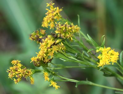 Solidago ohioensis, photographed by Randy A Nonenmacher