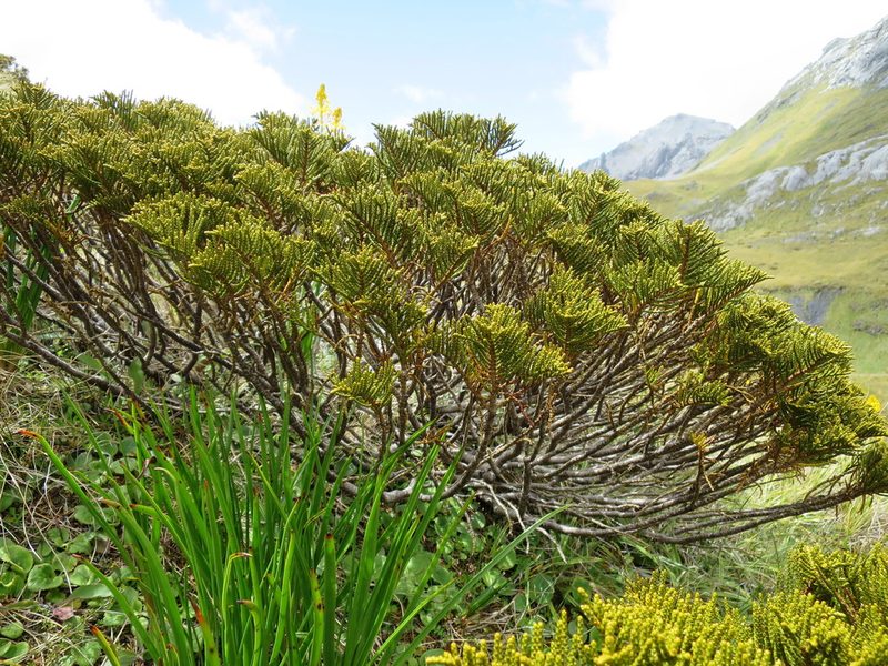 Veronica ochracea, photographed by Alice Shanks