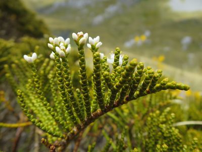 Veronica ochracea, photographed by Alice Shanks