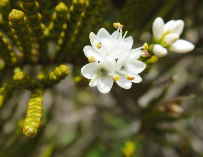 Veronica ochracea, photographed by Alice Shanks