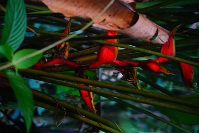 Heliconia bihai, photographed by Maheva B Laursen
