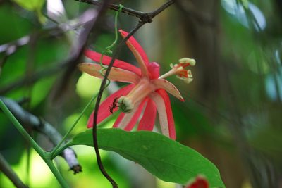 Passiflora glandulosa, photographed by Maheva B Laursen