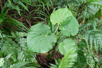 Piper latifolium, photographed by Colin Meurk