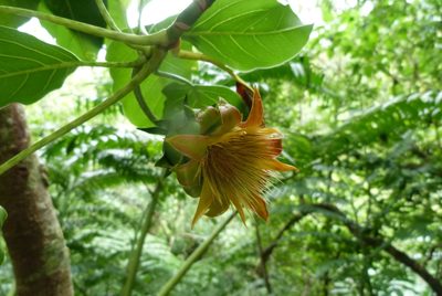 Fitchia speciosa, photographed by Colin Meurk