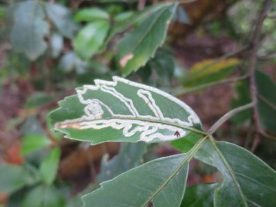 Neopanax macintyrei, photographed by Alice Shanks